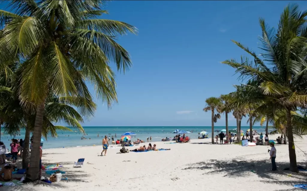 Praia Crandon Park Beach em Miami, com coqueiros e mar azul – destino paradisíaco da Flórida.